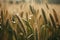 Close-up of a field of barley. Generative AI