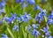 Close up field of blue spring Scilla flowers