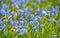 Close up field of blue spring Scilla flowers