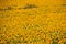 Close up of field with bright shining countless sunflowers - Andalusia