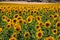 Close up of field with bright shining countless sunflowers - Andalusia, Spain