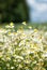 Close Up of Field of Chamomile Flowers