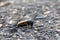 Close up of field cricket on gray background. Closeup foto, macro close up.