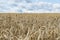 Close up of a field of crops and blue sky during the summer time as a background for farming