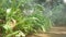 Close up The field of ferns with morning sunlight mist fog in tropical green garden.