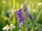 Close-up of a field flower Vicia cracca with bright purple petals at sunset. Weed grass. Selective focus