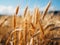 a close up of a field of golden wheat