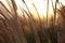 Close up field of grass during sunlight, sunset, set rise