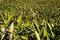 Close up of a field with lush banana trees. Texture background. Banana leaves pattern. Canary Islands