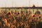 Close-up of a field of poppies in a golden spring sunset. Typical spring image in the field. Springtime