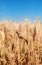 Close up Field ripe wheat under blue sky with clouds, harvest season. Agriculture farming concept