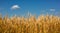 Close up Field ripe wheat under blue sky with clouds, harvest season. Agriculture farming concept