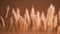 A close up of a field of tall grass with a blurry sky in the background and a sunbeam in the middle of the foreground