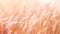 A close up of a field of tall grass, peach fuzz, trendy color of the year 2024.