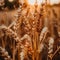 Close Up of a Field of Wheat