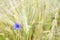 Close up of a field of wheat stalks