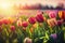 Close up of fields of blossoming Colorful tulips during spring. generative AI