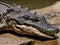 Close up of a fierce and predatory crocodile basking on a riverbank hyper realistic photo, created with generative AI technology