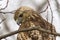 A close-up of the fierce Red-tailed hawk