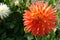 A close-up of fiery orange-yellow dahlia flower of the 'Gudoshnik' variety