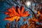 A close-up of a fiery red and orange fall leaf set against a clear blue sky