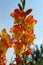 A close up of fiery yellow-orange gladiolus flowers of the 'Princess Margaret Rose' variety (Sword-Lily) in