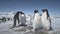 Close-up fight of two penguins. Antarctica shot.