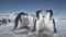 Close-up fight of two penguins. Antarctica shot.