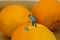 Close up figure Miniature people farmer working on a orange