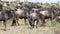 Close Up Of A File Of Wildebeests Migrating