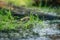 Close-up of a finch standing in the grass. A pool of water in the green grass. Detailed bird