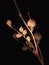 Close-up Fine Art Photo of dried red yucca plant Hesperaloe parviflora pods on a black background