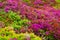 Close-up of fine-leaved heath plant