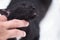 Close up fingers hand touch serious black Cat with happiness face and close Friendship concept idea