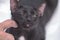 Close up fingers hand touch serious black Cat with happiness face and close Friendship concept idea