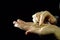 Close-up of fingers move a coriander seeds in hand on a black background