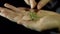 Close-up of fingers move a dry rosemary in hand on a black background.