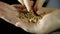 Close-up of fingers move a handful of oat in hand on a black background.