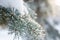 Close-up of fir branches covered with snow in the morning winter forest. Real winter background. Fir branches in the snow, frosty