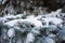 Close-up of fir branches covered with snow in a winter forest. Real winter background. Fir branches in the snow, frosty day.