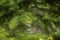 Close-up of fir tree branches with a pair of ladybugs, growing in the forest.