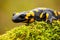 Close-up of a fire salamander crawling on a mossy tree trunk