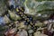 Close up of Fire Salamander crawling through rocks, also called Salamandra salamandra or Feuersalamander