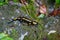 Close up of Fire Salamander crawling through rocks, also called Salamandra salamandra or Feuersalamander