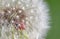 Close-up of a firebug (Pyrrhocoris apterus) crawling on a dandelion seed head