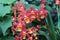 Close Up of Firecate Jamaica Nice, Wilsonara Orchid, Flowers