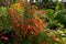 Close up FireCracker Plant