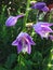 Close-up of the first open Hosta blossom of the season