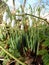 Close up of the first snowdrops in the forest.