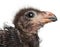 Close-up of Fischer`s Turaco, Tauraco fischeri, 1 week old